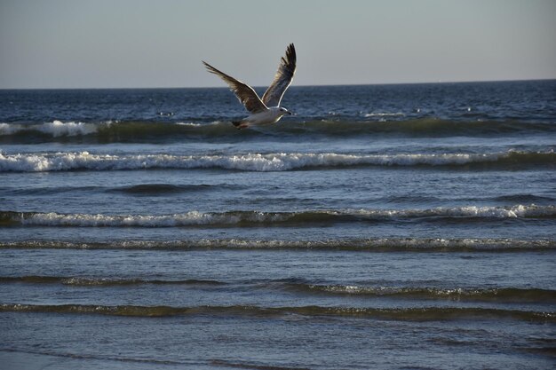 De meeuw vliegt over de zee tegen de lucht.