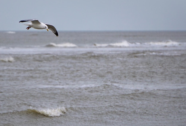 De meeuw vliegt over de zee.