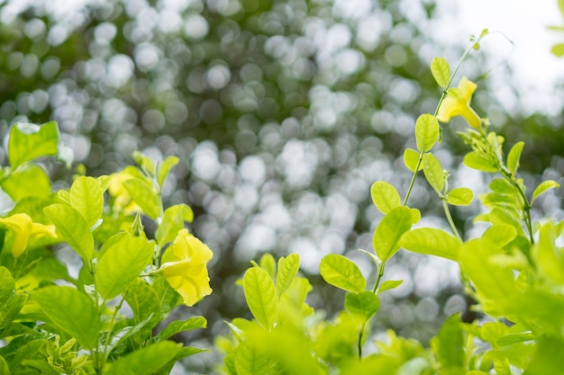 De mening van de close-upaard van groen blad en gele bloem op vage groeneachtergrond