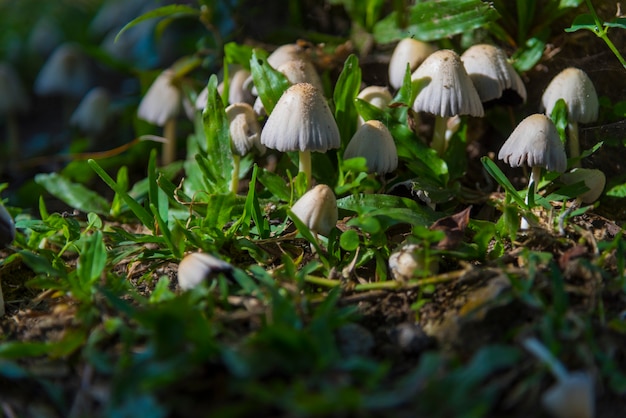 De mening van de close-upaard van groen blad in tuin