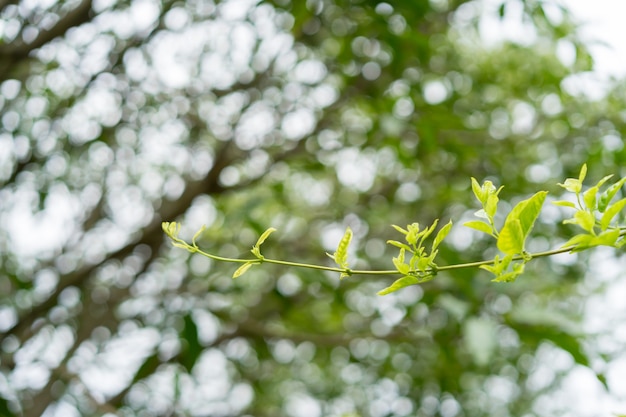 De mening van de close-upaard van groen blad op vage groenachtergrond in tuin