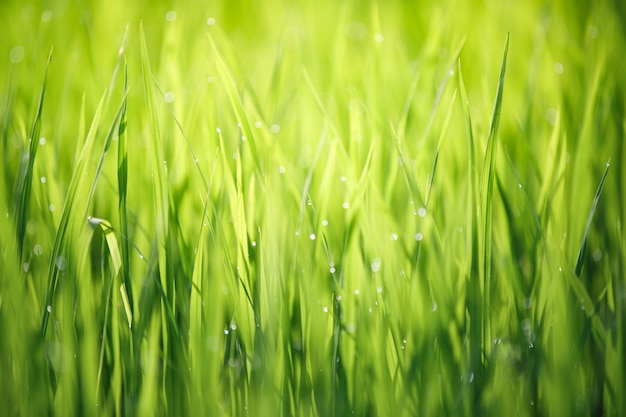 De mening van de close-upaard van groen op vage groeneachtergrond