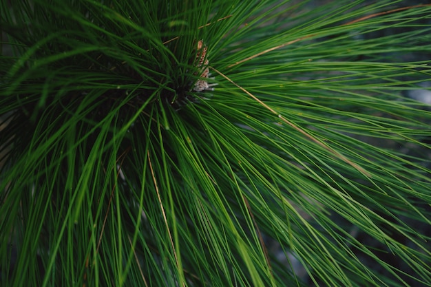 De mening van het detail van de textuurachtergrond van het pijnboomblad, pijnboom in de vroege lente