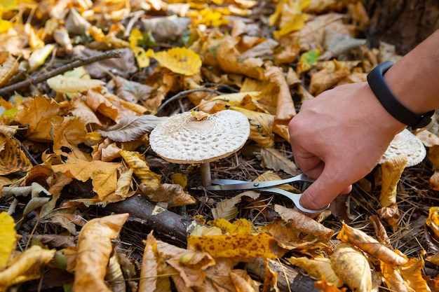 De mens snijdt paddestoel van het bos af