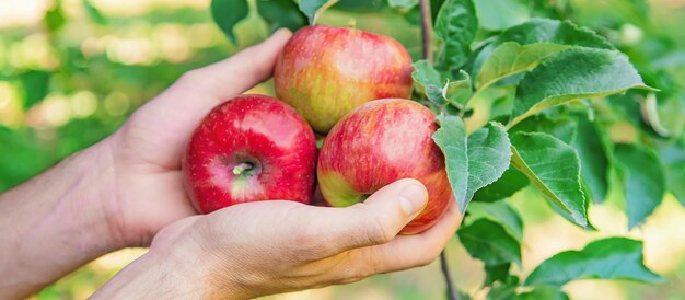 De mensentuinman plukt appelen in de tuin in de tuin. Selectieve aandacht.