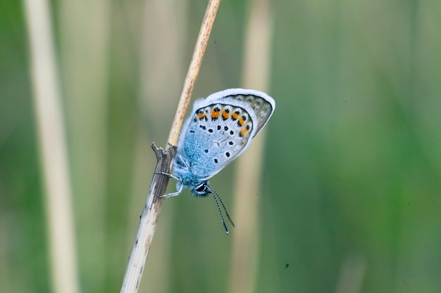 De met zilver bezaaide blauwe Plebejus argus een vlinder in gras