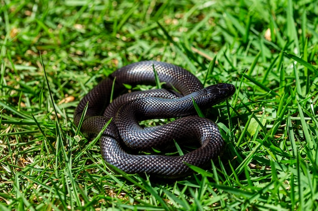 De Mexicaanse zwarte koningsslang (Lampropeltis getula nigrita) maakt deel uit van de grotere colubrid-familie van slangen en is een ondersoort van de gewone koningslang