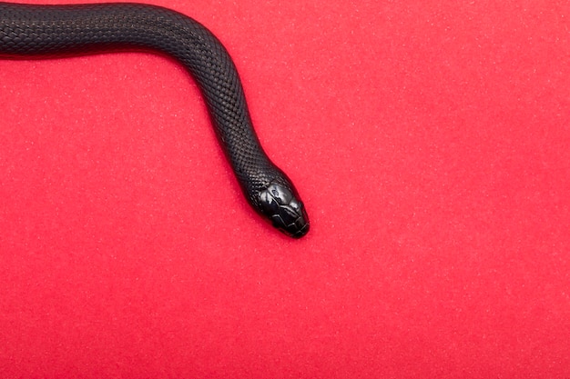 De Mexicaanse zwarte koningsslang maakt deel uit van de grotere colubrid-familie van slangen en een ondersoort van de gewone koningslang.