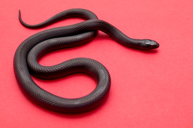 De Mexicaanse zwarte koningsslang maakt deel uit van de grotere colubrid-familie van slangen en een ondersoort van de gewone koningslang.
