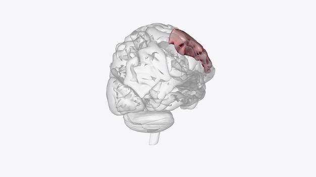 Foto de middelste frontale gyrus is net als de inferieure frontale girus.