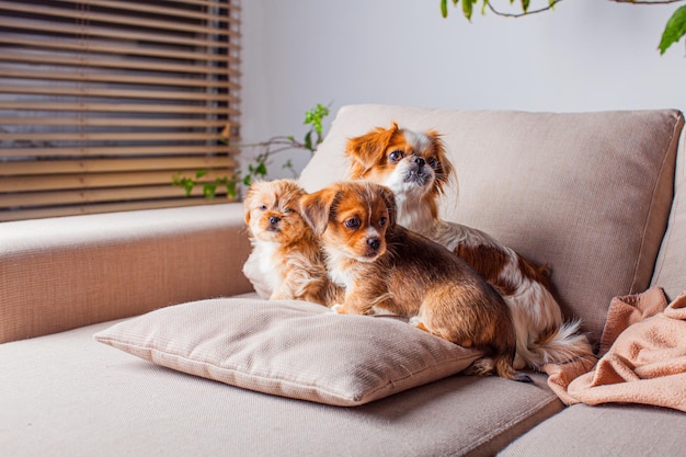 De moederhond met haar puppy's zit op de bank Pekineeshond binnen