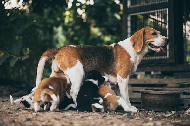 De moederhond voedt de puppy, verwekt puppyhonden