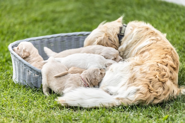 De moederhond voedt haar pasgeboren puppy's