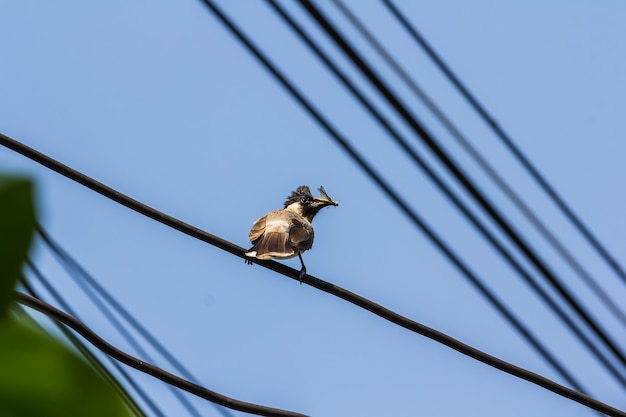 Foto de moedervogel voedt de baby