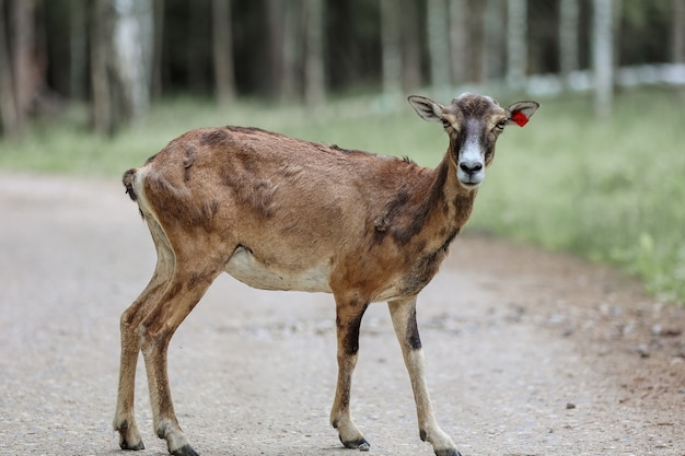 De moeflon (Ovis orientalis) in het bosreservaat