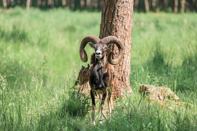 De moeflon (Ovis orientalis) in het bosreservaat