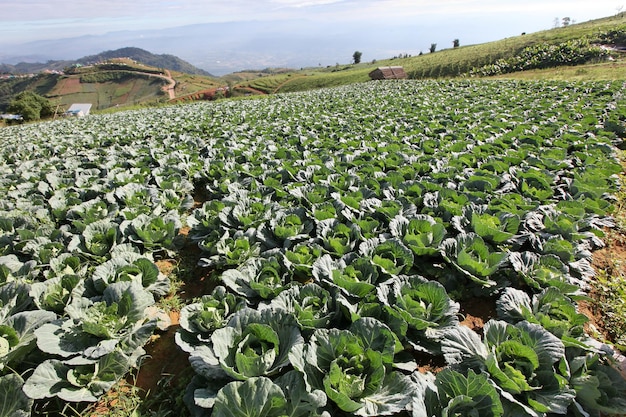 De moestuin ziet er erg groot uit.