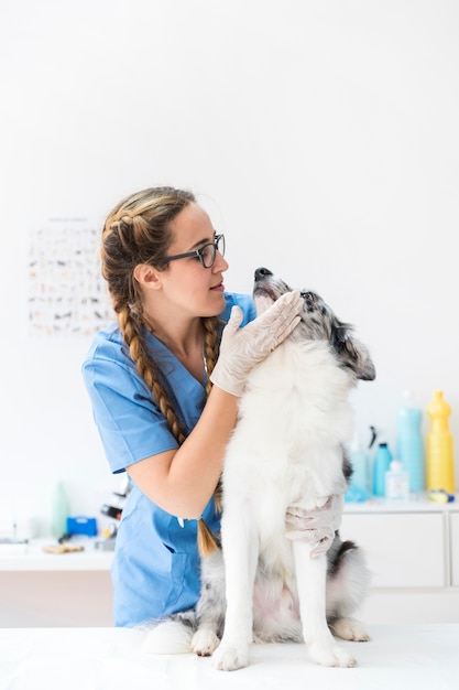 Foto de mond van de vrouwelijke dierenarts kloppend hond in kliniek