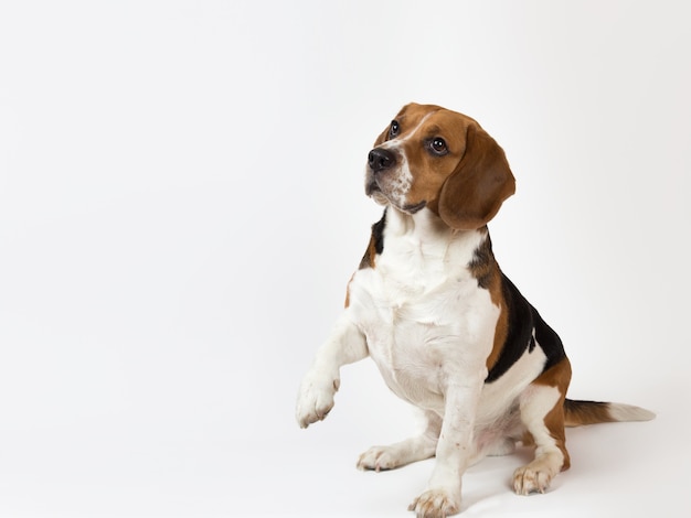 De mooie Amerikaanse geïsoleerde zitting van de beaglehond