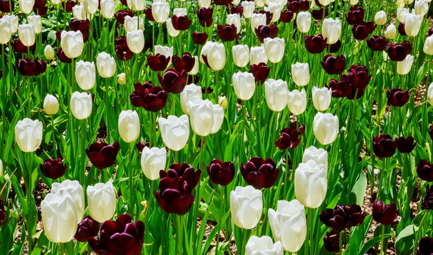 De mooie bloeiende kleurrijke bloem van de Tulp behang de tuin