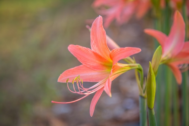 De mooie bloem met groene achtergrond