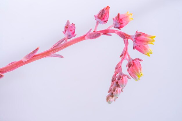 De mooie bloemen van de Dudleya cymosa is een vetplant uit de Crassulaceae-familie