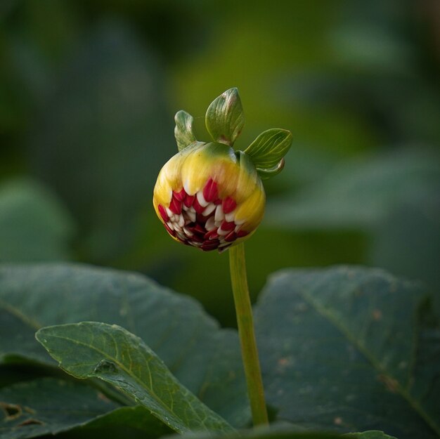 de mooie gele bloem in de tuin in de natuur