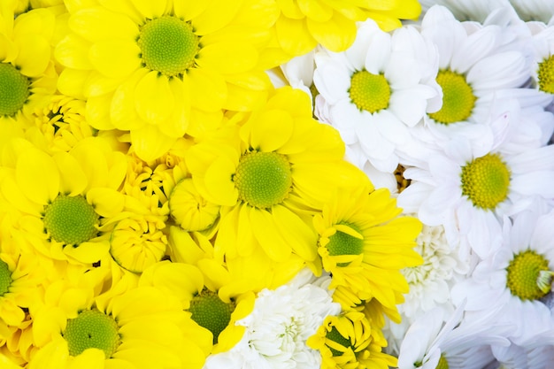 De mooie gele en roze achtergrond van chrysantenbloemen