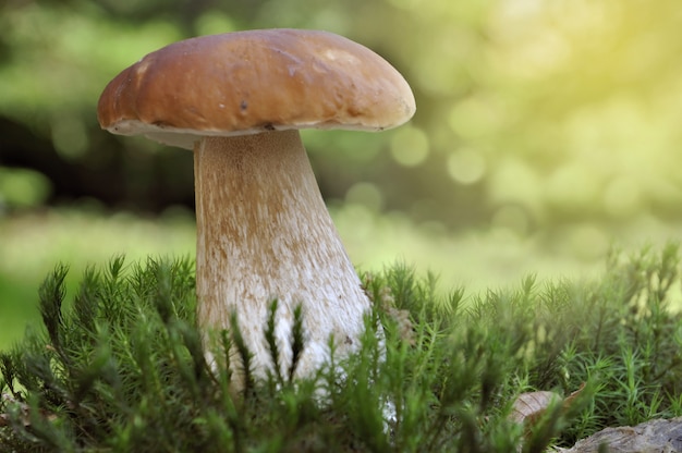 De mooie groei van paddestoelporcini in het mos in bos op kleurrijk