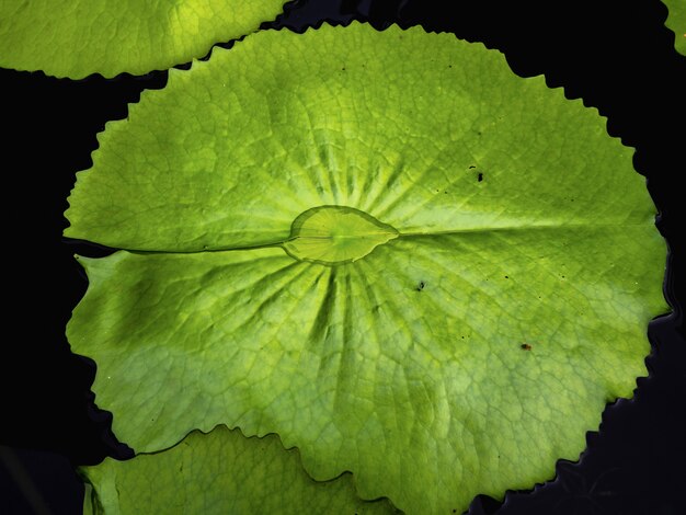 Foto de mooie groene lotusbloem doorbladert in de watervijver.