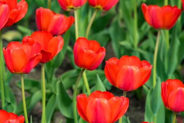 De mooie kleurrijke rode bloei van tulpenbloemen in de lentetuin.