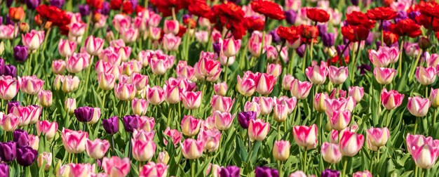 De mooie kleurrijke rode en roze bloei van tulpenbloemen in de lentetuin.