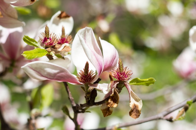 De mooie lente bloeit magnolia die over vage aardachtergrond tot bloei komen, selectieve nadruk