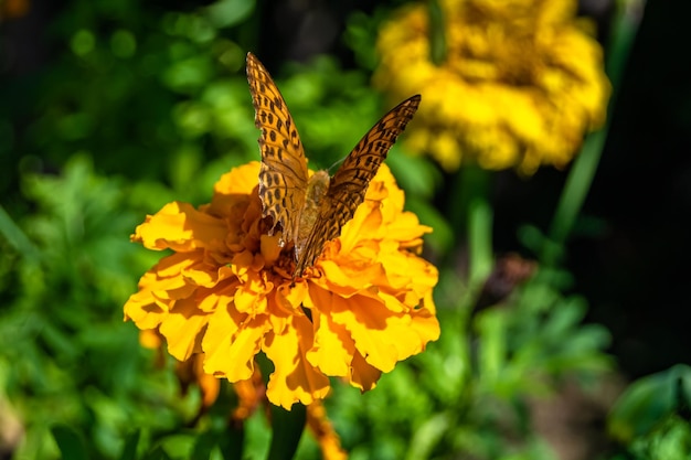 De mooie monarch van de bloemvlinder op achtergrondweide