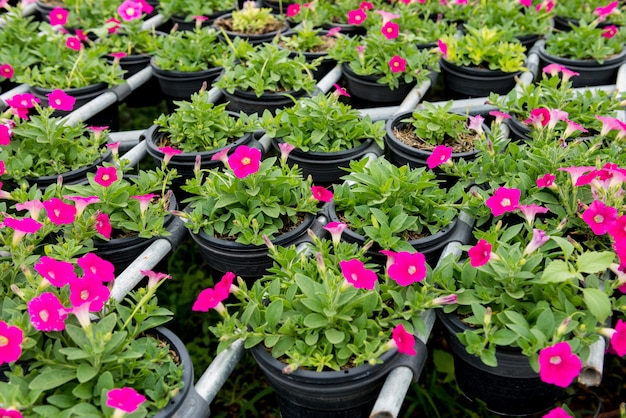 De mooie petunia bloeit dicht omhoog