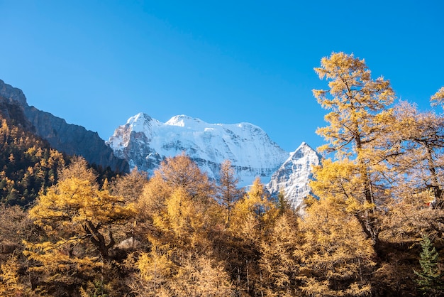 De mooie piek van de meningssneeuw met de herfstbladeren in yading natuurreservaat, Sichuan, China.