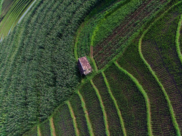 De mooie rijstvelden van het Panoramalandschap van Indonesië van de ochtendmening met schoonheidskleur en hemel natuurlijk l