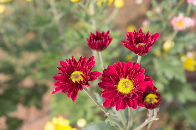 De mooie rode achtergrond van de chrysantenbloem