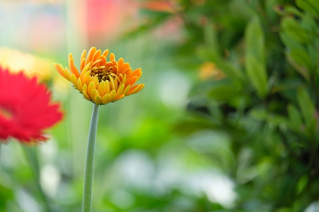 De mooie rode en gele bloem van het gerberamadeliefje in de tuin voor de lente