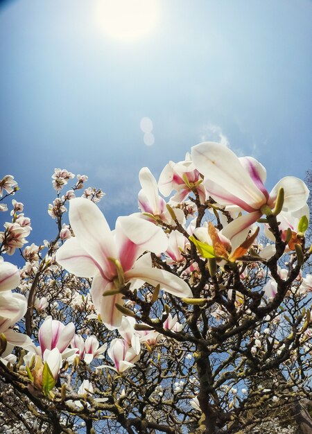 De mooie roze lente bloeit magnolia op een boomtak.