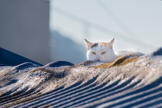 De mooie schattige kat zittend op het dak van het gebouw