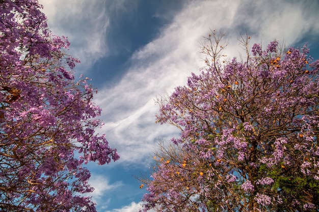 De mooie subtropische boom van jacaranda-mimosifolia bloeit van dichtbij.