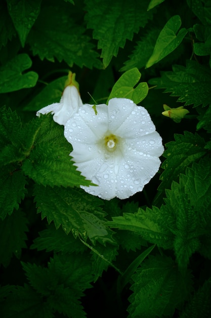 De mooie witte bloemen in de tuin in de natuur