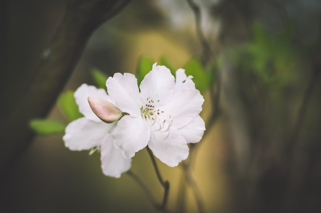 De mooie witte en roze close-up van azaleabloemen op witte achtergrond