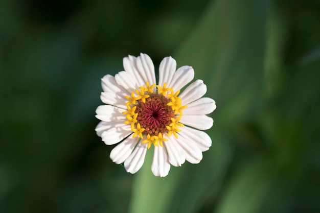 De mooie Zinnia in het veld