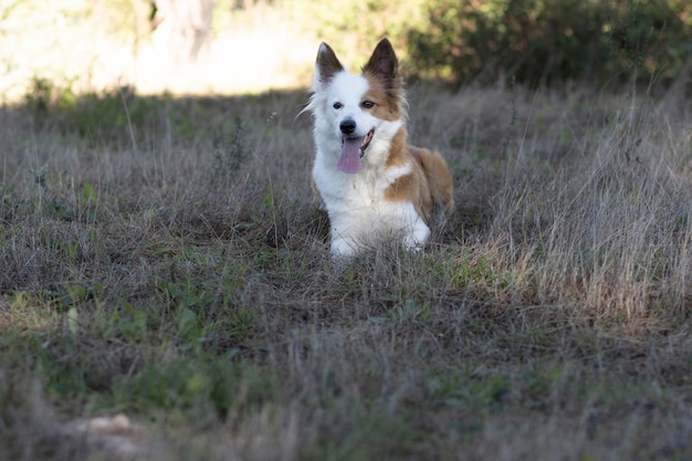 De mooiste hond ter wereld Glimlachend schattig bruin en wit zandcollie buitenportret