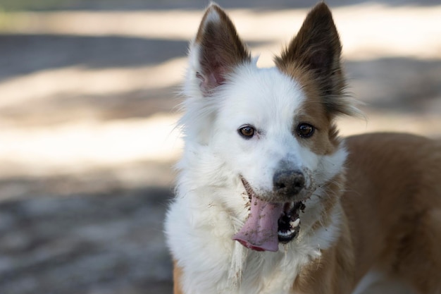 De mooiste hond ter wereld Glimlachend schattig bruin en wit zandcollie buitenportret