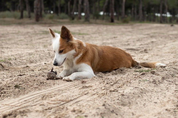 De mooiste hond ter wereld Glimlachende charmante schattige sable bruine en witte border collie