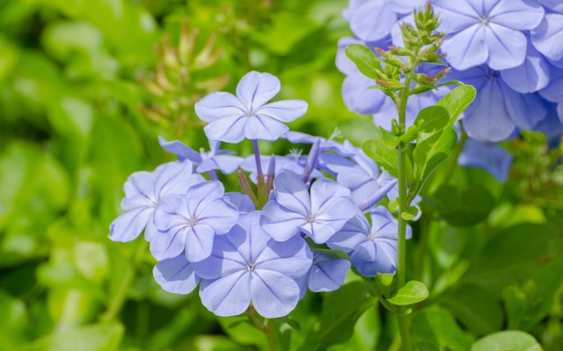 De mooiste paarse bloemen. Voor de achtergrond