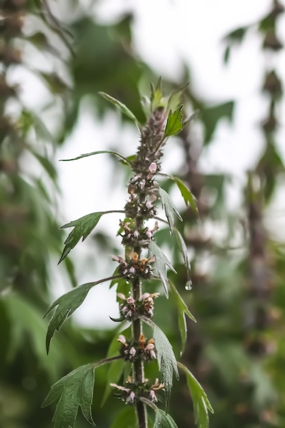 De Motherwort medische plant groeit buitenshuis Leonurus hartkruid